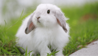 A fluffy white rabbit with grey-tipped lop ears standing in grass